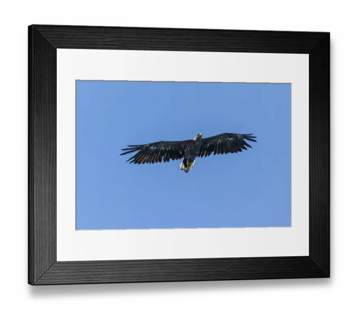 Framed Print : White-tailed eagle (Haliaeetus albicilla) in flight