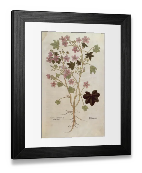Framed Print : Common mallow, Malva sylvestris elatior