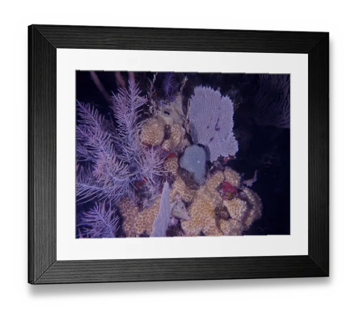 Framed Print : Common sea fan (Gorgonia ventalina)