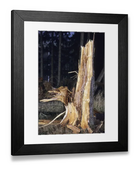 Framed Print : Nature, environment, forest dieback Framed Print : Nature, environment, forest dieback