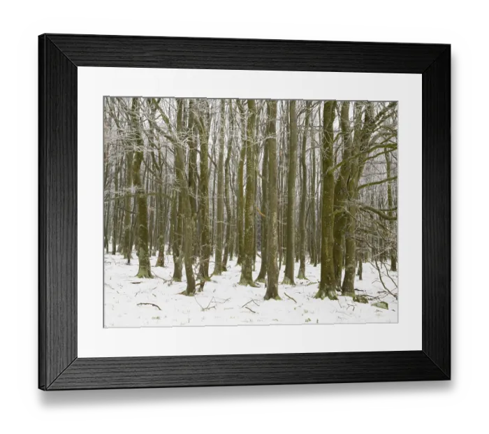 Framed Print : Beech Tree forest, (Fagus sylvatica) trees covered in frost and snow Framed Print : Beech Tree forest, (Fagus sylvatica) trees covered in frost and snow