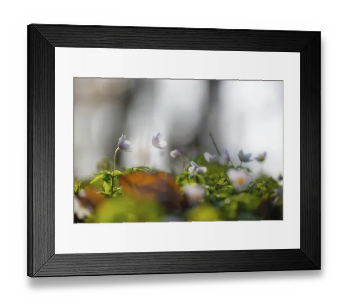 Framed Print : Delicate wood anemone (Anemonoides nemorosa) (Syn)
