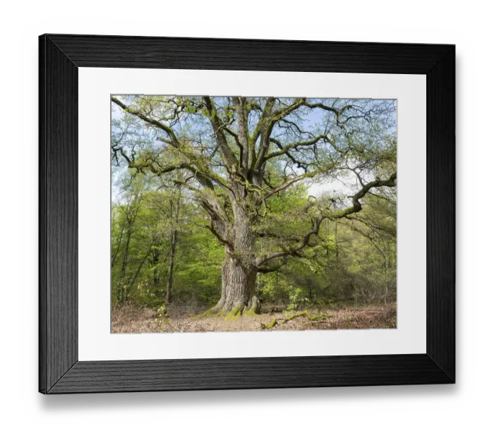 Framed Print : Old pedunculate oak (Quercus robur)