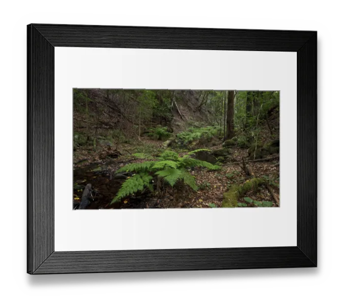 Framed Print : Cloud forest, laurel forest, Garajonay National Park Framed Print : Cloud forest, laurel forest, Garajonay National Park