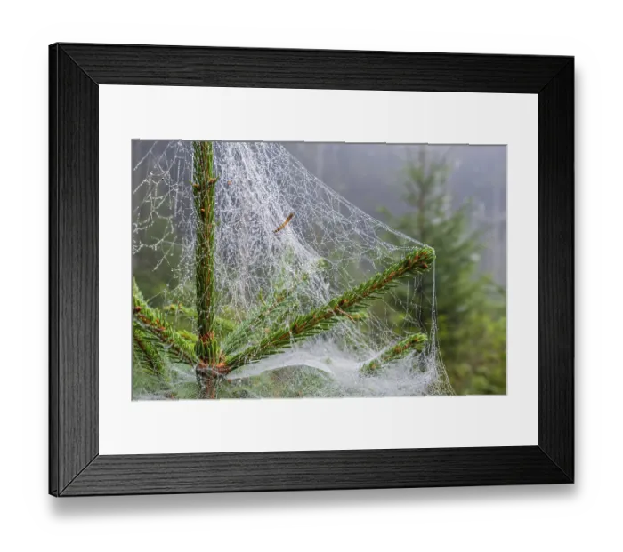 Framed Print : Close up at a dewy spider web on a spruce tree in a woodland