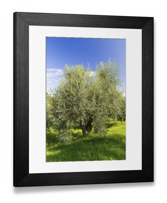 Framed Print : Olive tree (Olea europaea) in an olive grove