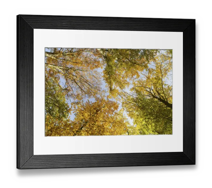 Framed Print : Treetops in a mixed forest with autumn leaves Framed Print : Treetops in a mixed forest with autumn leaves