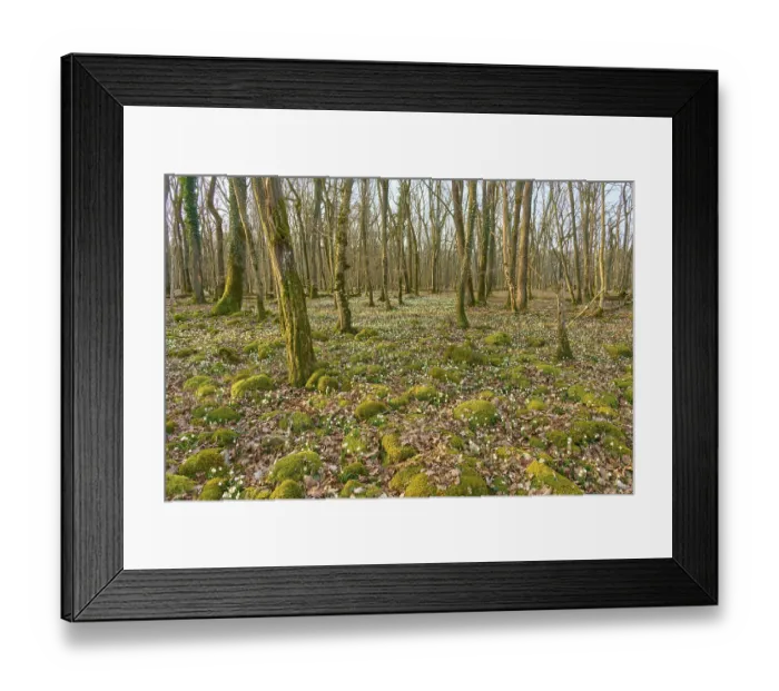 Framed Print : Spring forest with moss mounds and spring knotweed or spring snowflake (Leucojum vernum) Framed Print : Spring forest with moss mounds and spring knotweed or spring snowflake (Leucojum vernum)