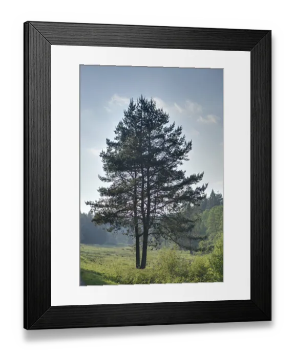 Framed Print : Landscape of a Scots pine (Pinus sylvestris) in a village in spring Framed Print : Landscape of a Scots pine (Pinus sylvestris) in a village in spring