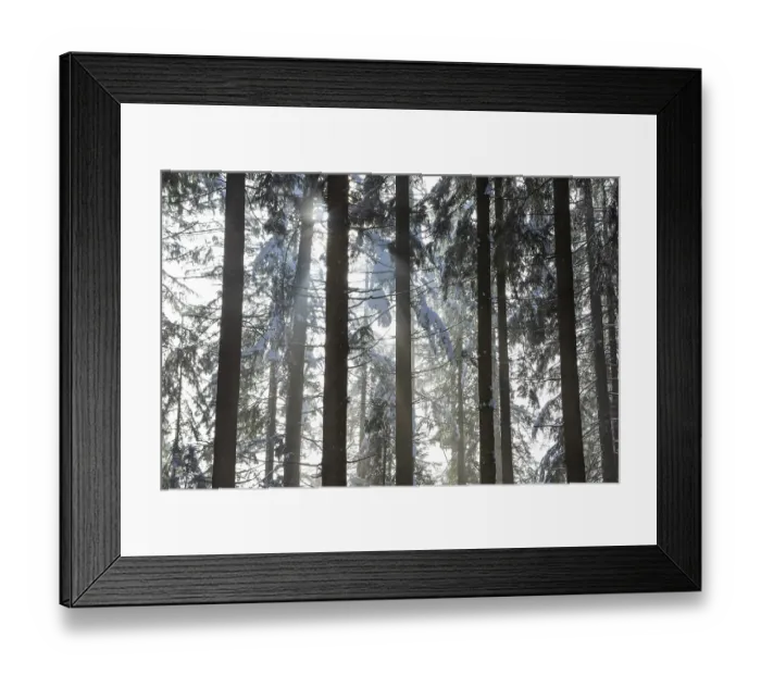 Framed Print : Deep snow-covered spruce forest with sunbeams against the light Framed Print : Deep snow-covered spruce forest with sunbeams against the light