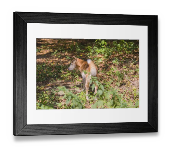 Framed Print : One New Guinea singing dog or New Guinea Highland dog (Canis hallstromi) (Canis dingo hallstromi)