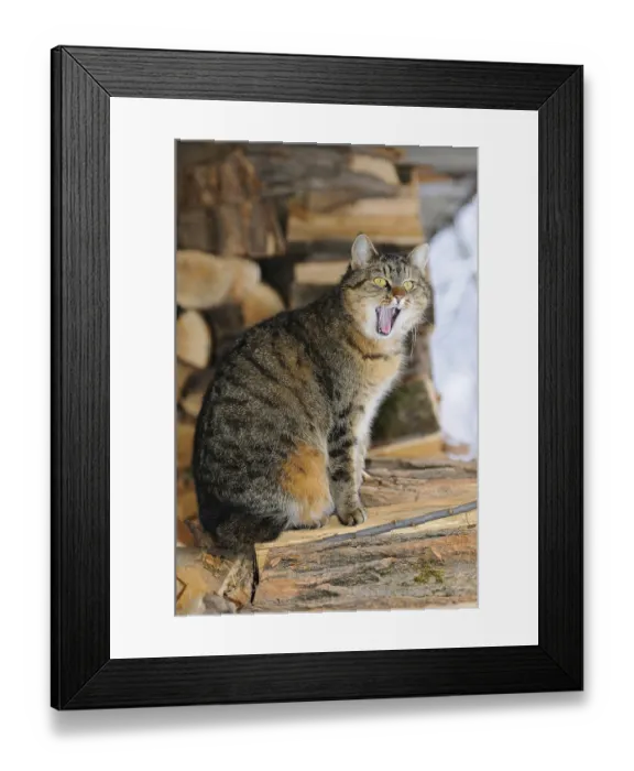 Framed Print : Cat on woodpile yawning in rustic surroundings