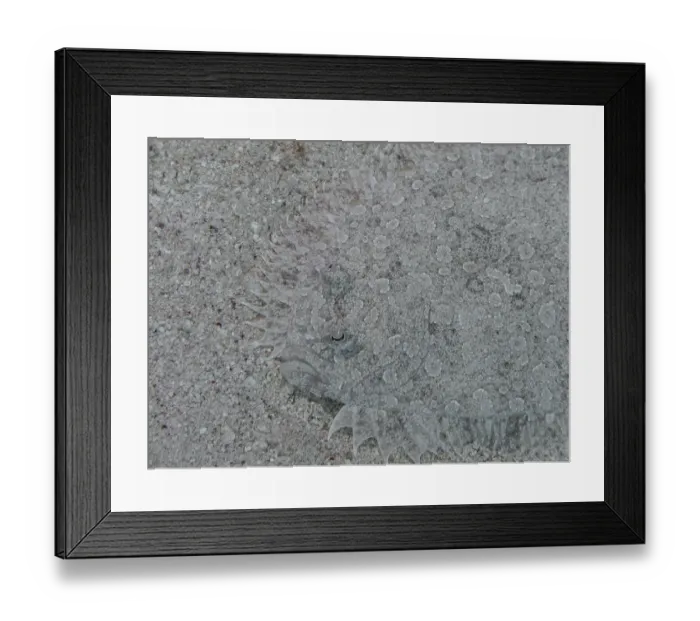 Framed Print : Leopard Flounder (Bothus pantherinus)