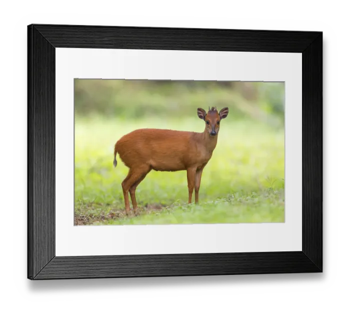 Framed Print : Red forest duiker (Cephalophus natalensis) antelope