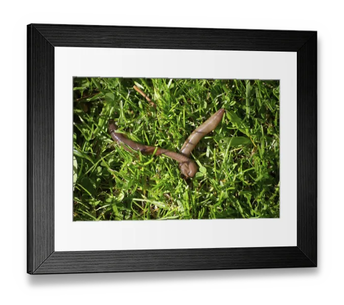 Framed Print : Earthworm in grass, Lumbricus Terrestris