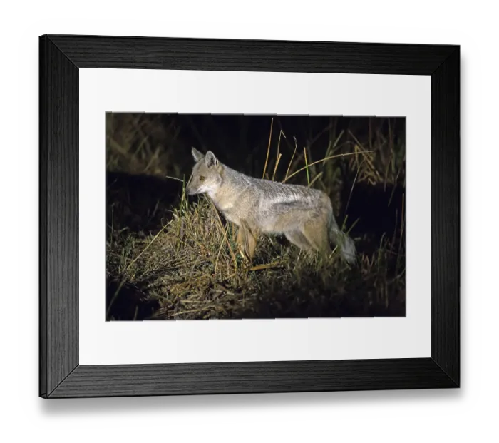 Framed Print : Africa, Botswana, side-striped jackal (Canis adustus) Framed Print : Africa, Botswana, side-striped jackal (Canis adustus)