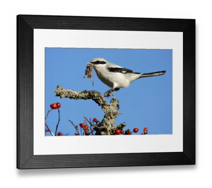 Framed Print : Great Grey Shrike (Lanius excubitor) with bag Framed Print : Great Grey Shrike (Lanius excubitor) with bag