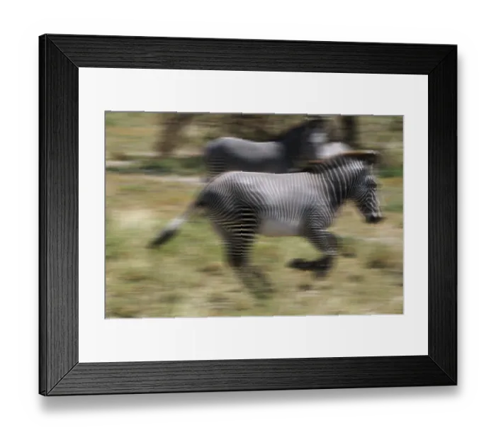 Framed Print : Grevy's Zebra (Equus grevyi) Framed Print : Grevy's Zebra (Equus grevyi)