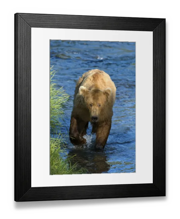 Framed Print : Brown Bear (Ursus arctos), Brooks River