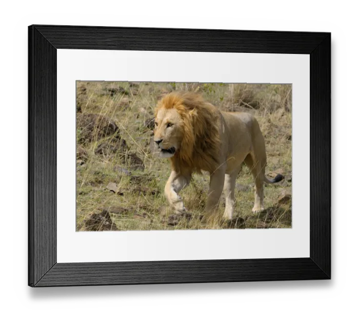 Framed Print : Lion (Panthera leo), adult male