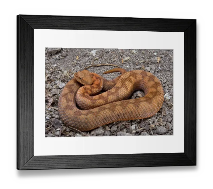 Framed Print : Horned Viper (Vipera ammodytes) Framed Print : Horned Viper (Vipera ammodytes)