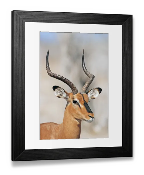 Framed Print : Black-faced Impala (Aepyceros melampus petersi) Framed Print : Black-faced Impala (Aepyceros melampus petersi)