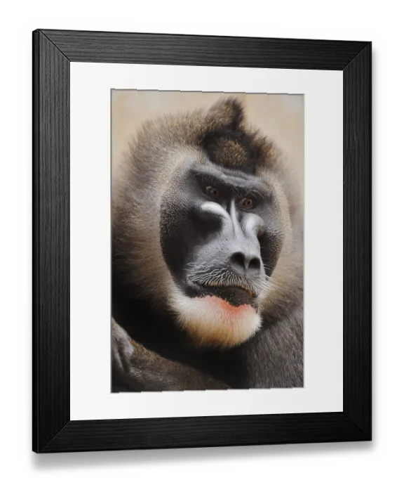 Framed Print : Drill (Mandrillus leucophaeus) Framed Print : Drill (Mandrillus leucophaeus)