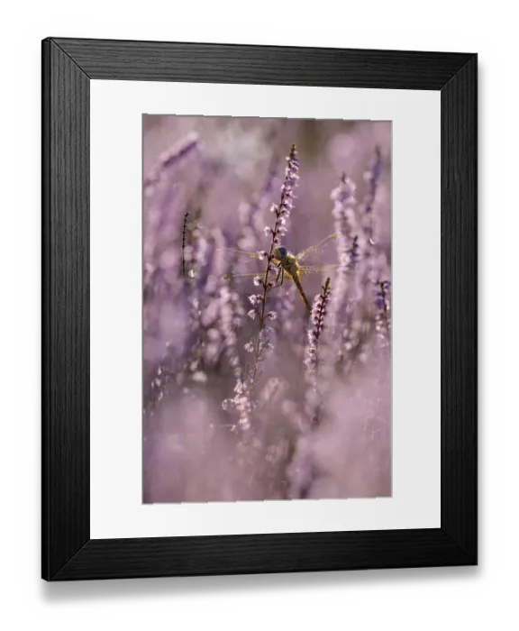 Framed Print : Darter, resting, in heather, morning