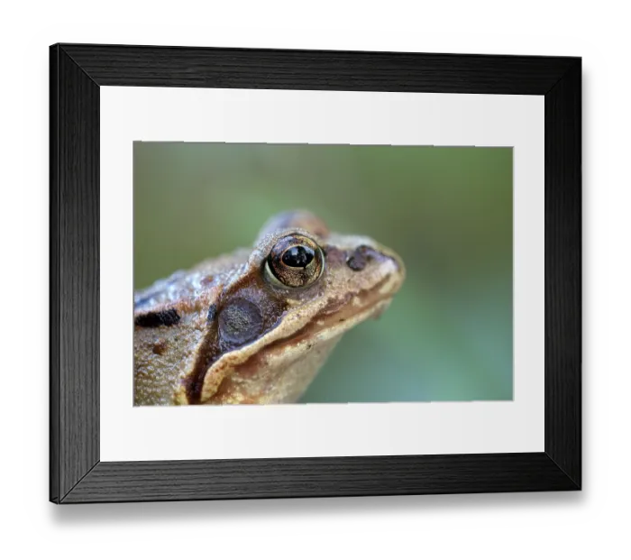 Framed Print : Common frog (Rana temporaria), portrait