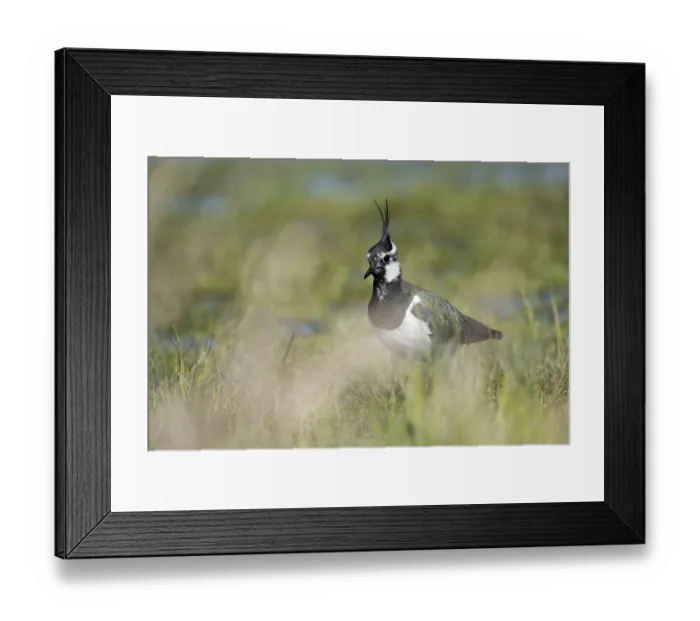Framed Print : Lapwing (Vanellus vanellus), in a wet meadow