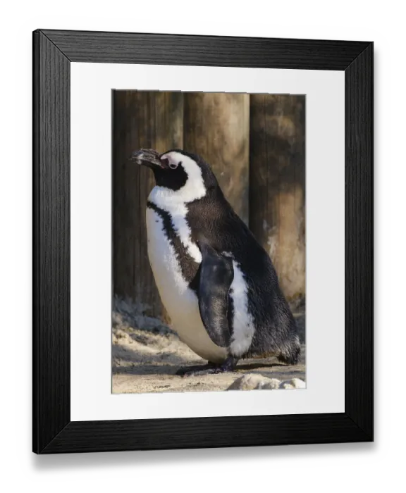 Framed Print : African penguin (Spheniscus demersus)