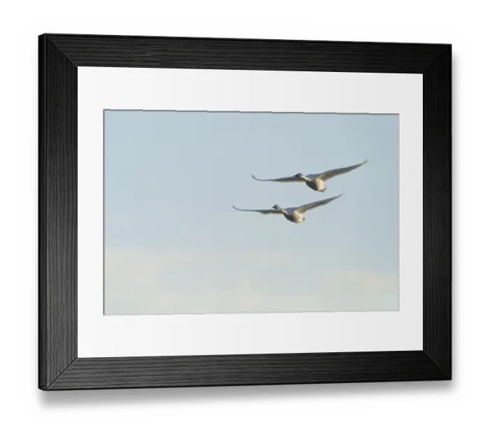 Framed Print : Bewick's Swans (Cygnus bewickii) Framed Print : Bewick's Swans (Cygnus bewickii)