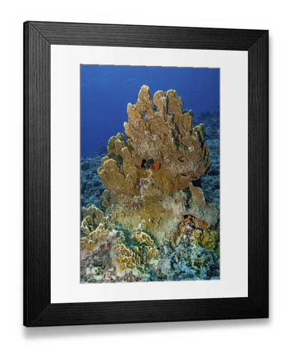Framed Print : Intact healthy small polyp stony coral (Scleractinia) Framed Print : Intact healthy small polyp stony coral (Scleractinia)
