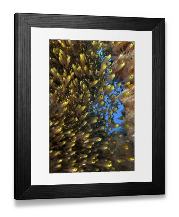 Framed Print : Shoal of pigmy sweeper (Parapriacanthus ransonneti) swimming through small cave