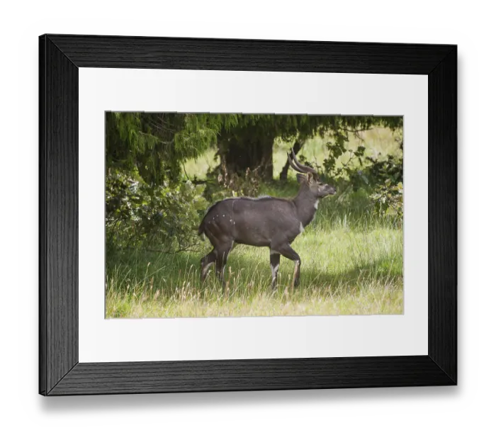 Framed Print : Mountain Nyala or Balbok (Tragelaphus buxtoni)
