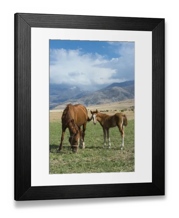 Framed Print : Mare with its foal, Gabagly national park Framed Print : Mare with its foal, Gabagly national park