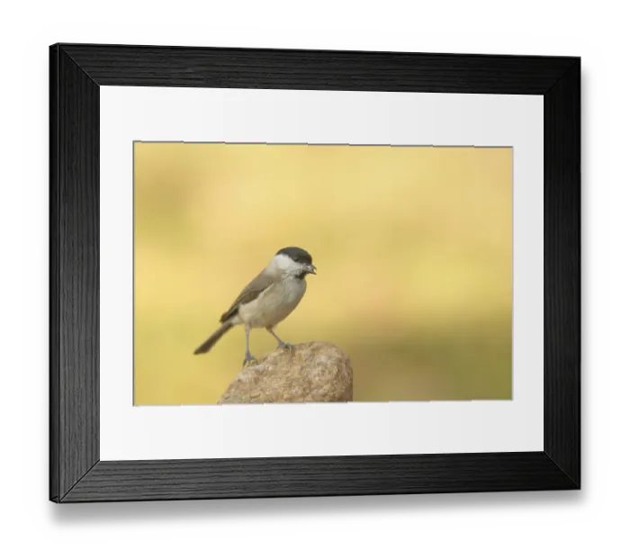 Framed Print : Willow Tit (Poecile montanus) in Giengen
