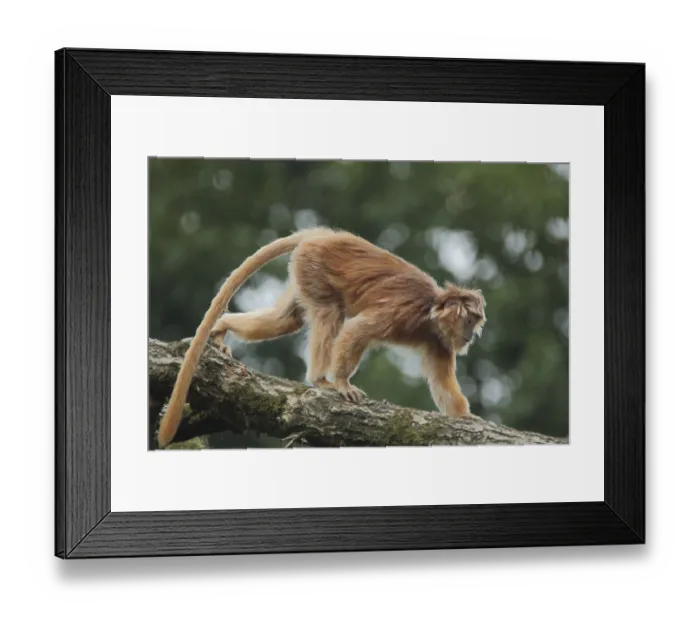 Framed Print : Javan lutung (Trachypithecus auratus) Framed Print : Javan lutung (Trachypithecus auratus)