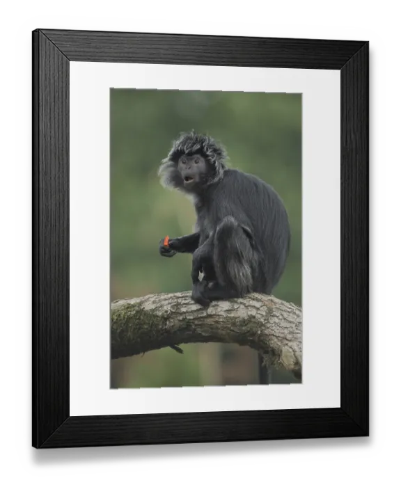 Framed Print : Javan lutung (Trachypithecus auratus)