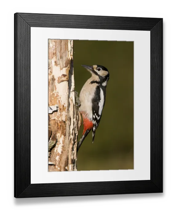Framed Print : Great Spotted Woodpecker (Dendrocopos major)