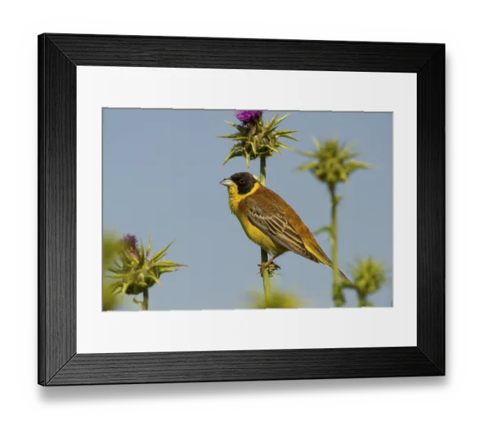 Framed Print : Black-headed bunting (Emberiza melanocephala)