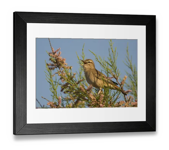 Framed Print : Rufous bush robin (Cercotrichas galactotes)