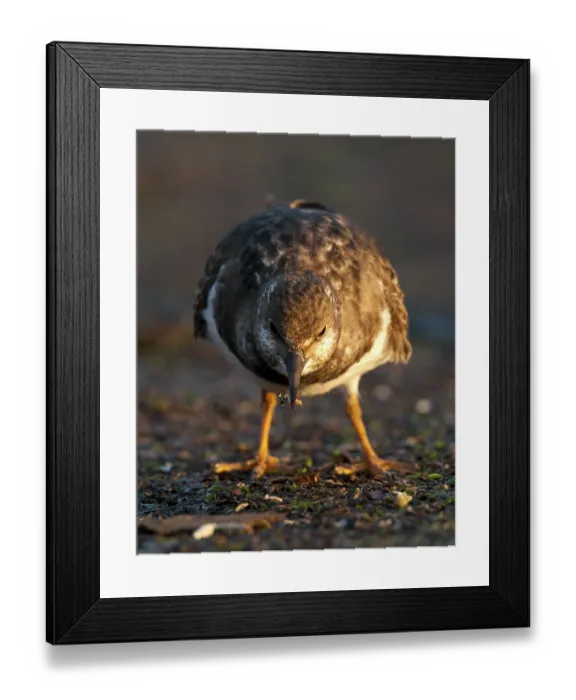 Framed Print : Ruddy turnstone (Arenaria interpres)