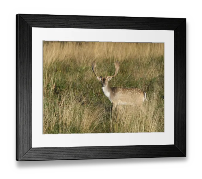 Framed Print : Fallow Deer (Dama dama), Denmark, Europe Framed Print : Fallow Deer (Dama dama), Denmark, Europe