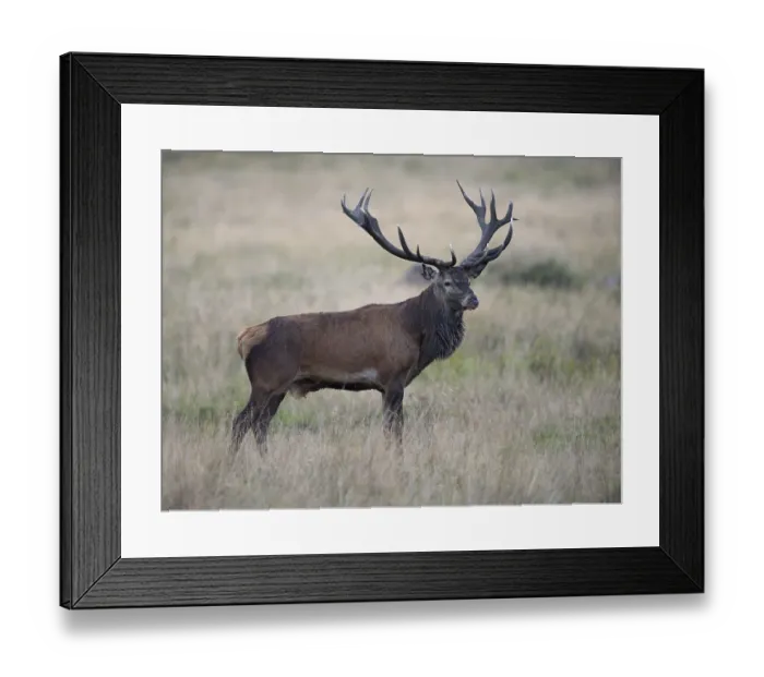 Framed Print : Red Deer (Cervus elaphus), stag