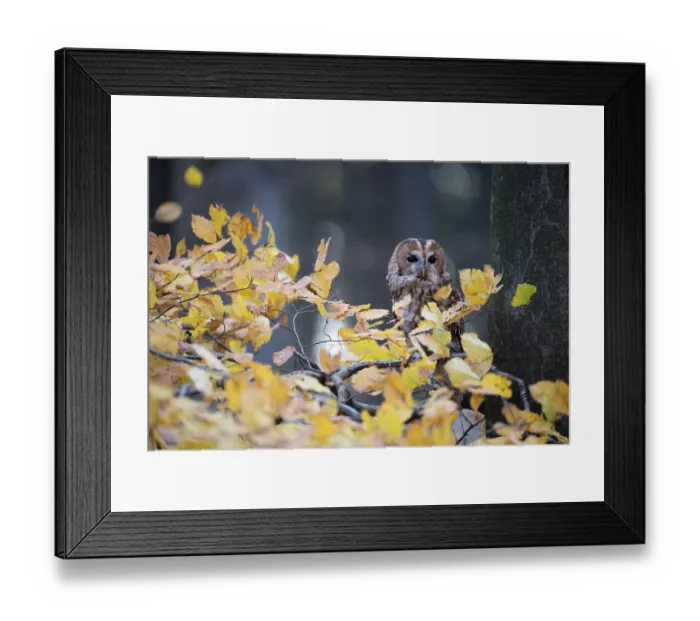 Framed Print : Tawny owl (Strix aluco) in autumn forest