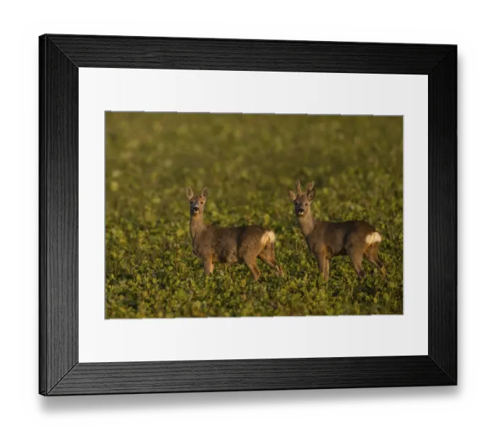 Framed Print : European roe deer (Capreolus capreolus) in velvet with doe