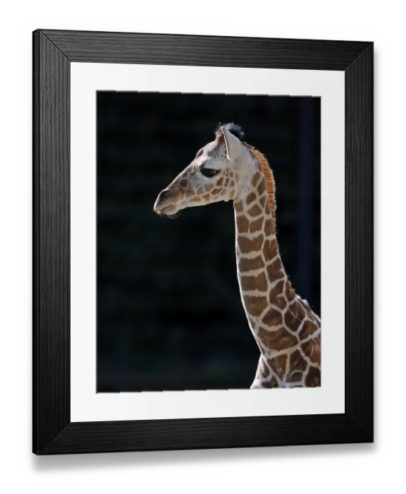 Framed Print : Somali Giraffe (Giraffa camelopardalis reticulata)