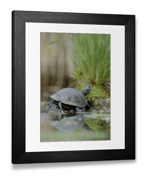 Framed Print : European Pond Turtle (Emys orbicularis) Framed Print : European Pond Turtle (Emys orbicularis)