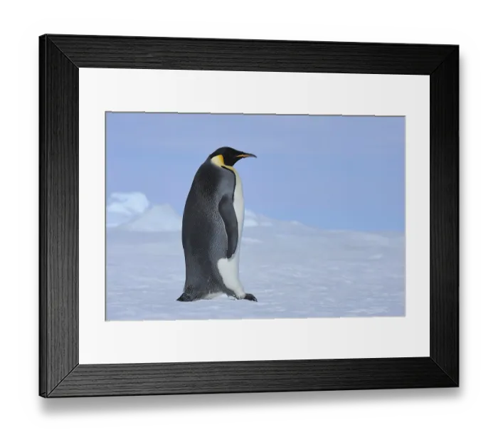 Framed Print : Emperor penguin (Aptenodytes forsteri)